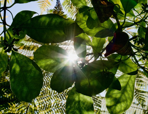 Through the leaves